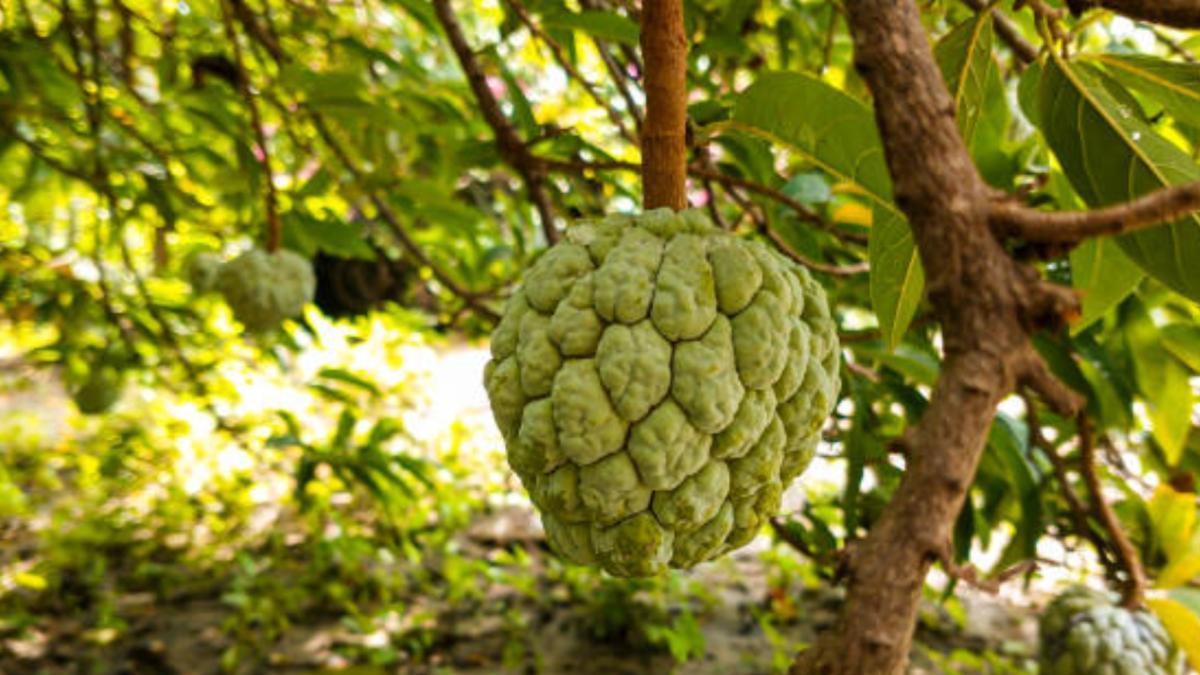 La fruta tropical que refuerza el sistema inmunológico y combate los virus de temporada