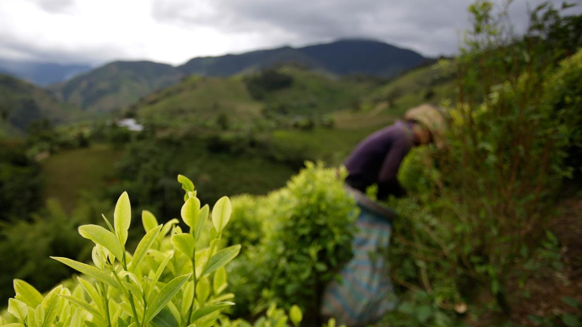 Cauca'da Coca: Micay'ın kalbindeki bu yaprağın ekimi, gümüşte çalışıyor