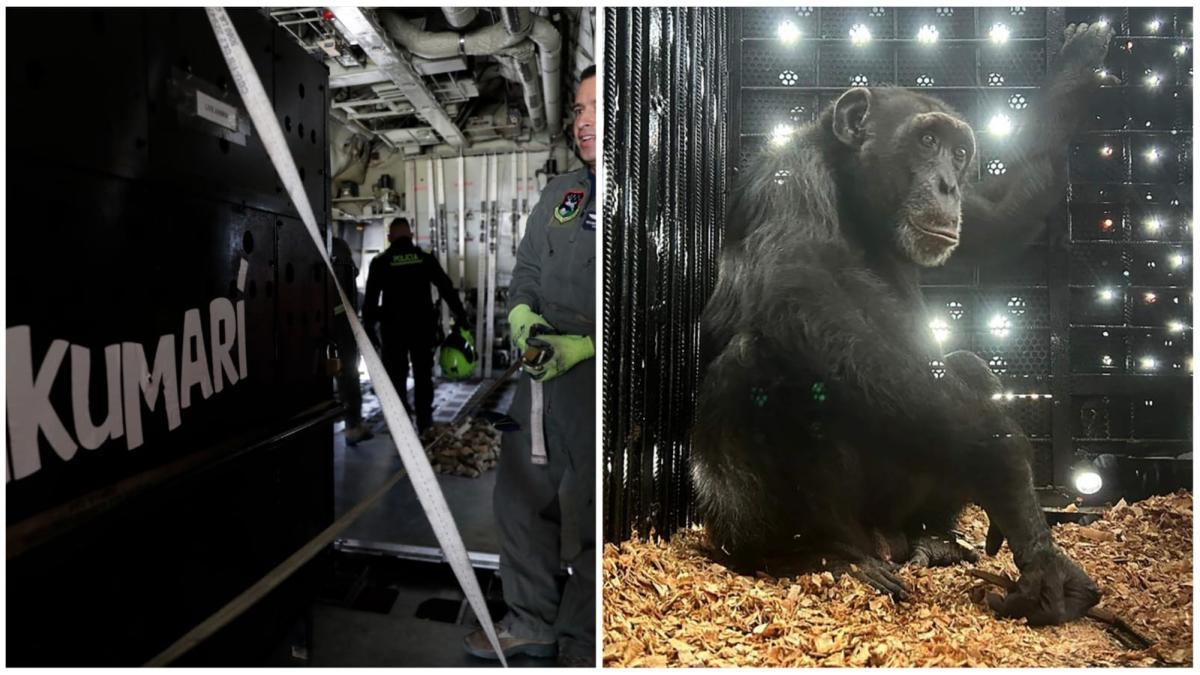 Brezilya'da onu yeni bir hayat bekliyor