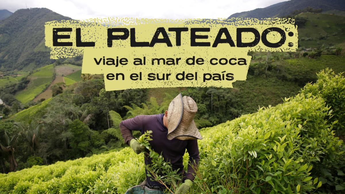 El Plateado: viaje al mar de coca que defienden las disidencias a sangre y fuego en el sur del país
