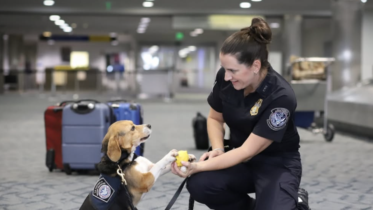 CBP reveló el verdadero trabajo que hacen las unidades caninas en la frontera: ¿qué tareas cumple?