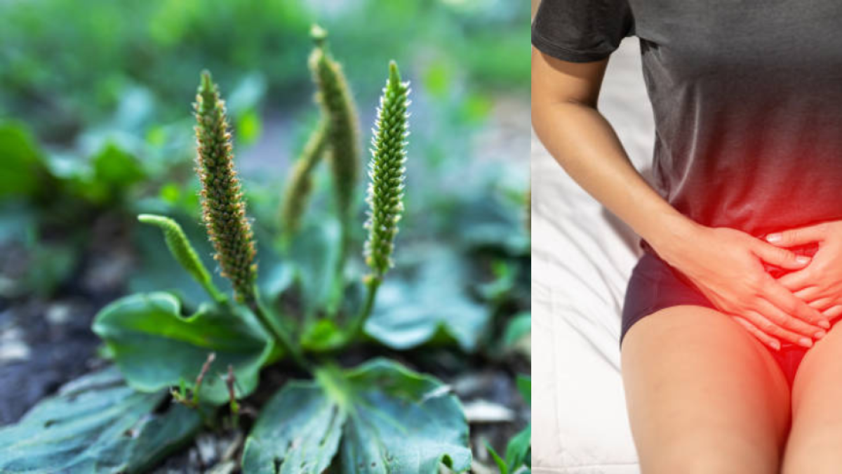 La planta ‘curalotodo’ que ayuda a depurar el intestino, alivia problemas respiratorios e infecciones urinarias