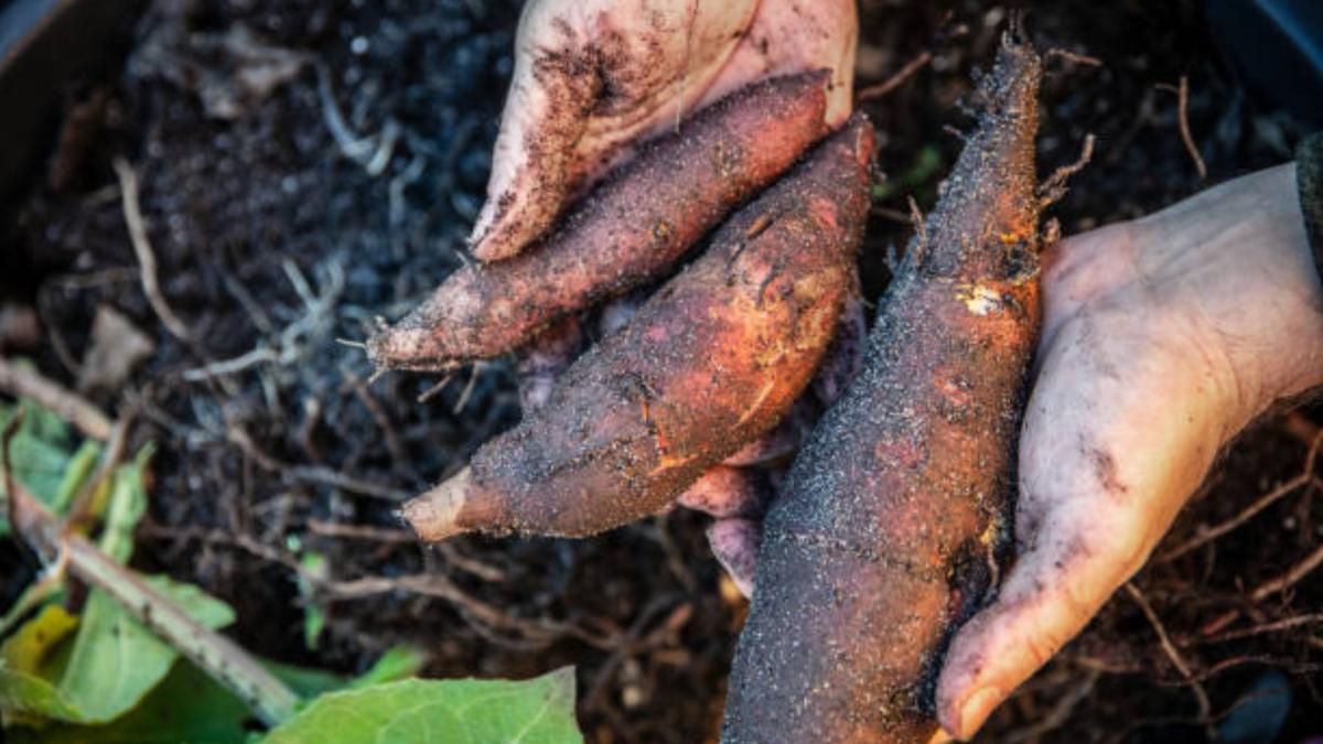 El tubérculo dulce que regula el azúcar en la sangre y mejora la salud intestinal sin esfuerzo