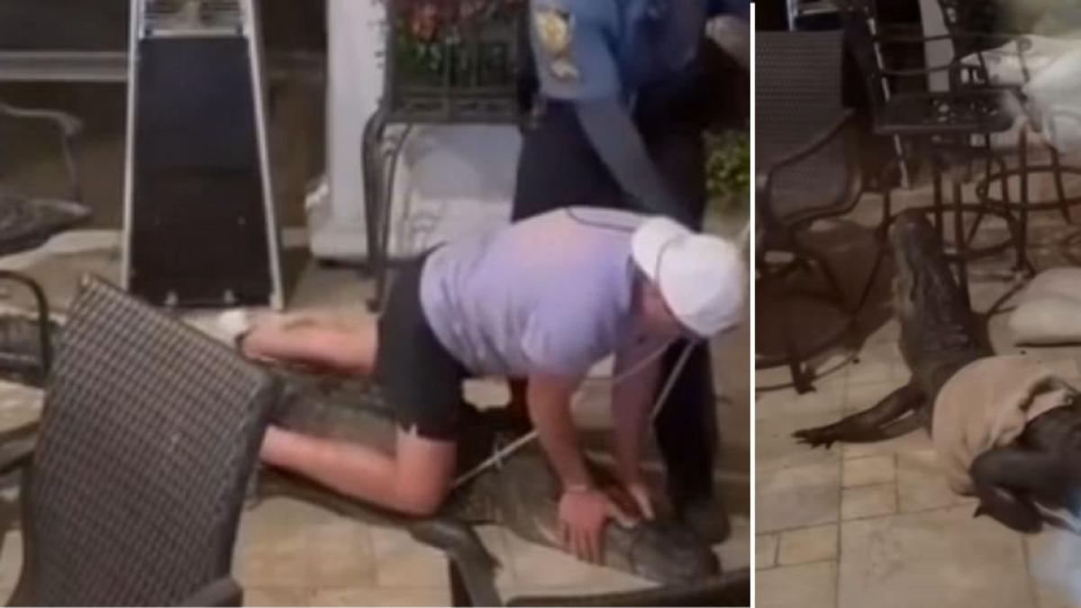 Caimán de tres metros ingresó a la casa de una familia y sembró el pánico