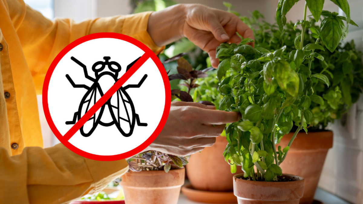 Esta es la planta que debe tener en la cocina para ahuyentar las moscas de forma natural