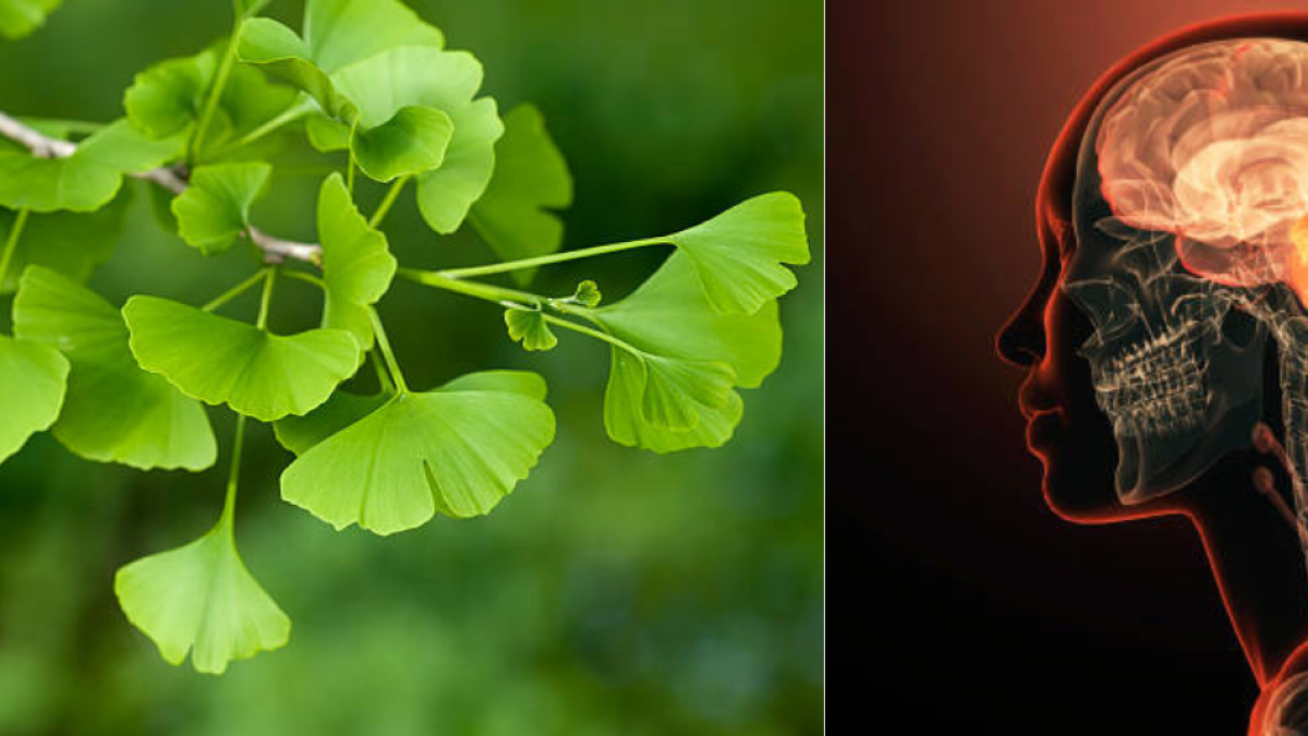 La planta milenaria que fortalece el cerebro y la memoria: estos son sus efectos en las funciones cognitivas