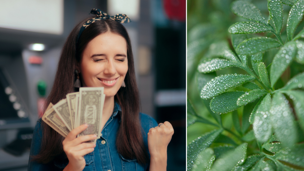 La planta que debe tener en su casa para atraer el dinero, según el Feng Shui: ‘Limpieza y prosperidad económica’