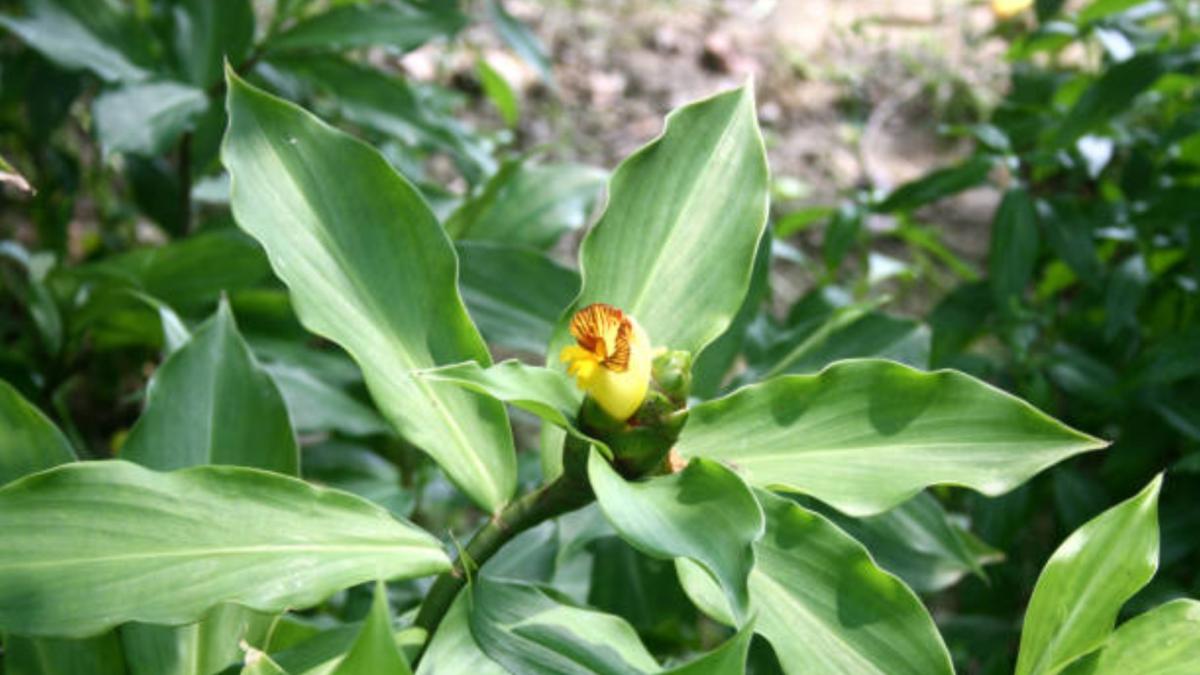La planta que ayuda a controlar la glucosa, pero requiere cuidado en su consumo