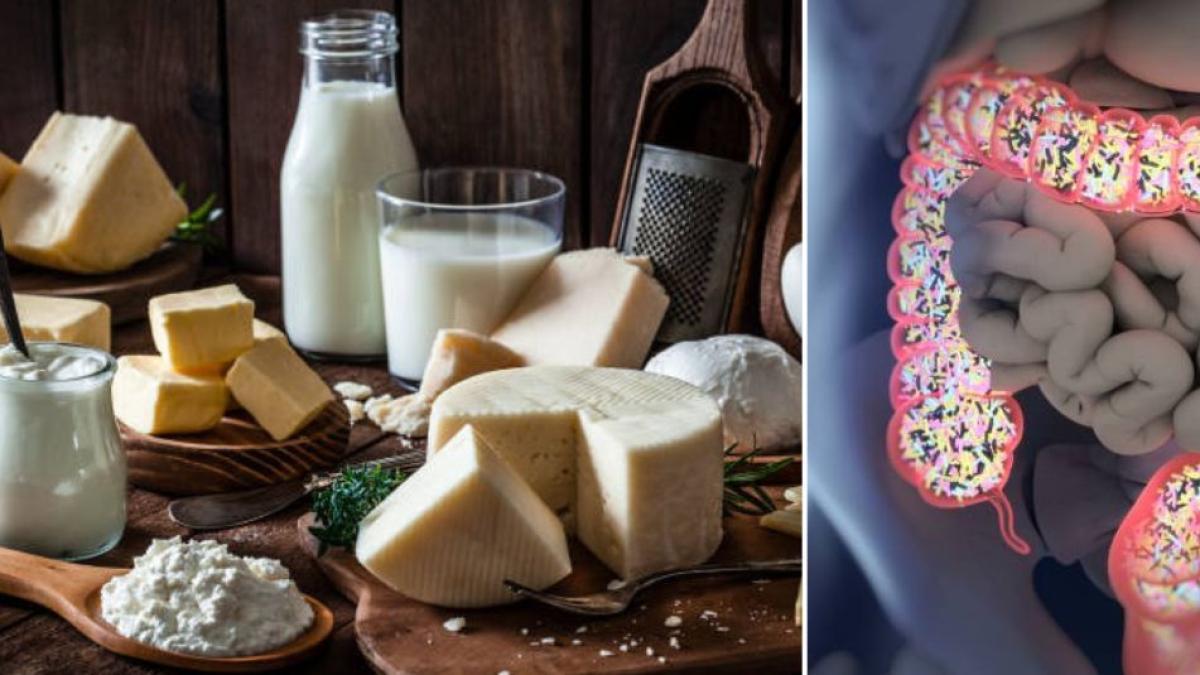 La diferencia de consumir queso y leche en la microbiota intestinal: uno altera su equilibrio y otro la estimula