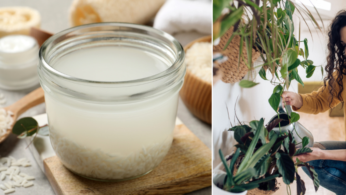 Regar las plantas con agua de arroz, café o leche: ¿genialidad o locura?