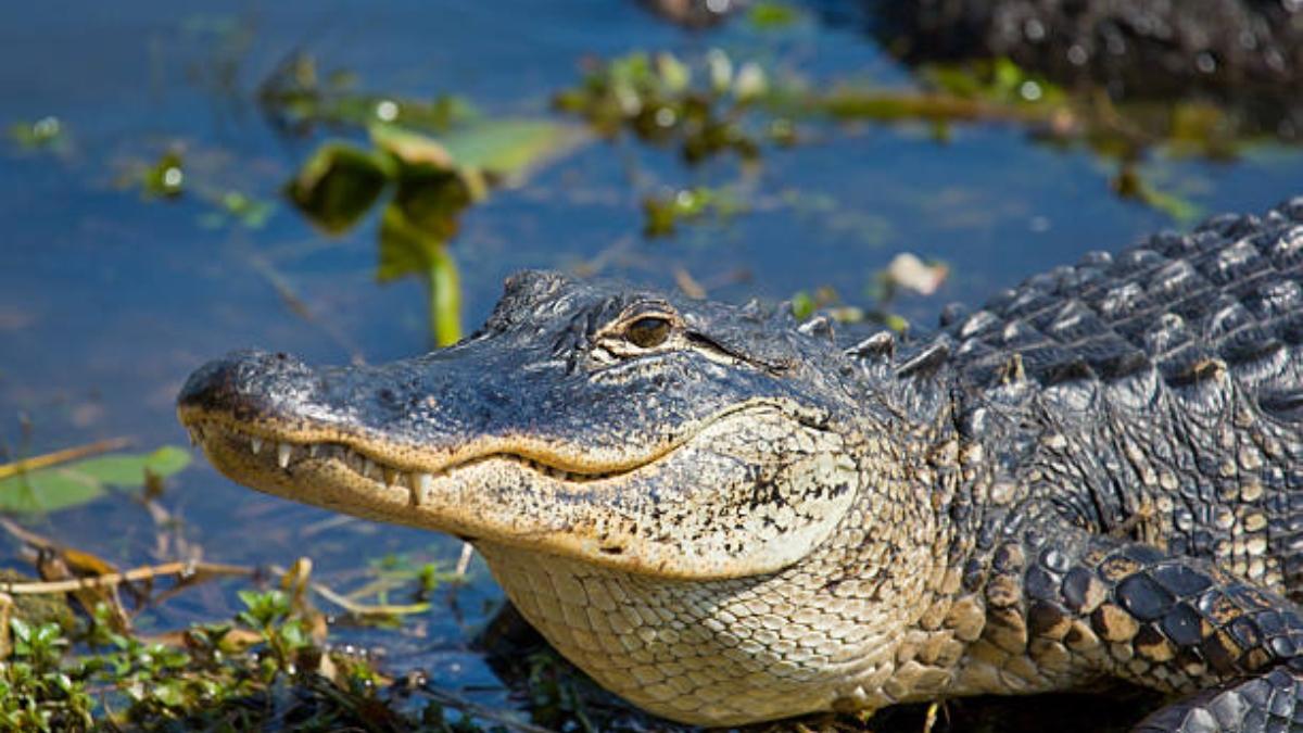 Florida: nunca debería hacer esto si ve un caimán porque es ilegal y podría tener problemas