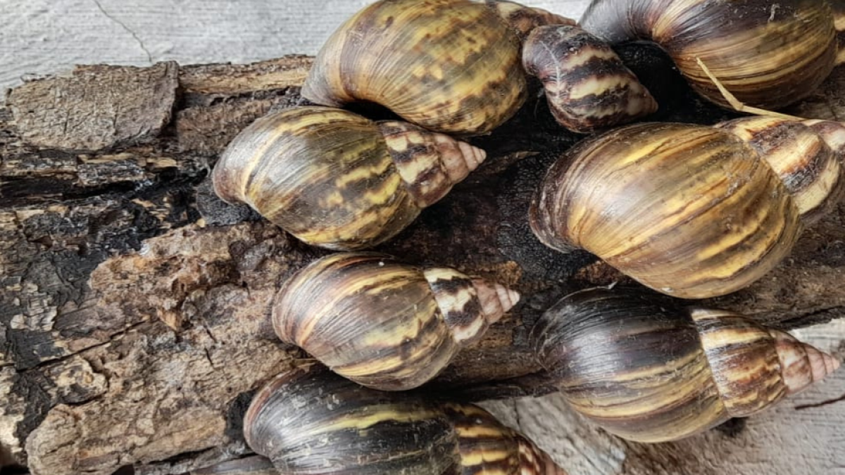¡Alerta por caracol gigante africano! Lluvias aumentaron su presencia en esta zona de Colombia