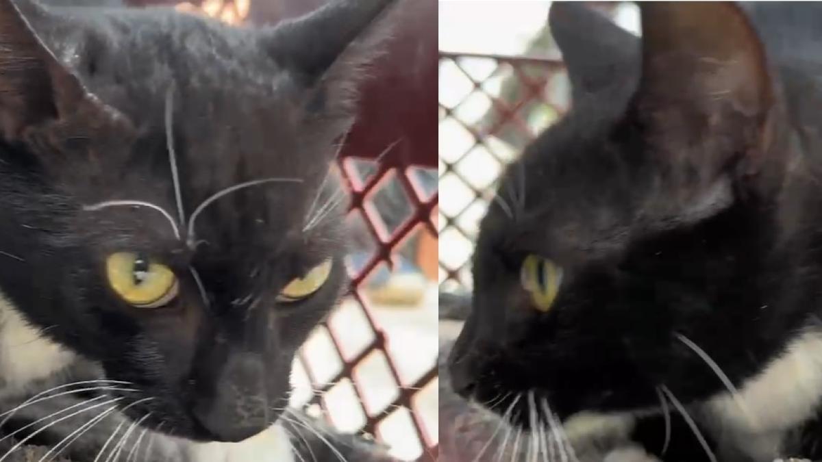 Lo que hay detrás del supuesto robo de gatos negros durante Semana Santa en Bucaramanga, ¿Politiquería o brujería?