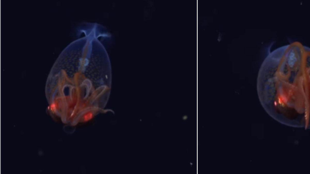 Por primera vez, los científicos logran avistar un calamar colosal vivo en su hábitat natural