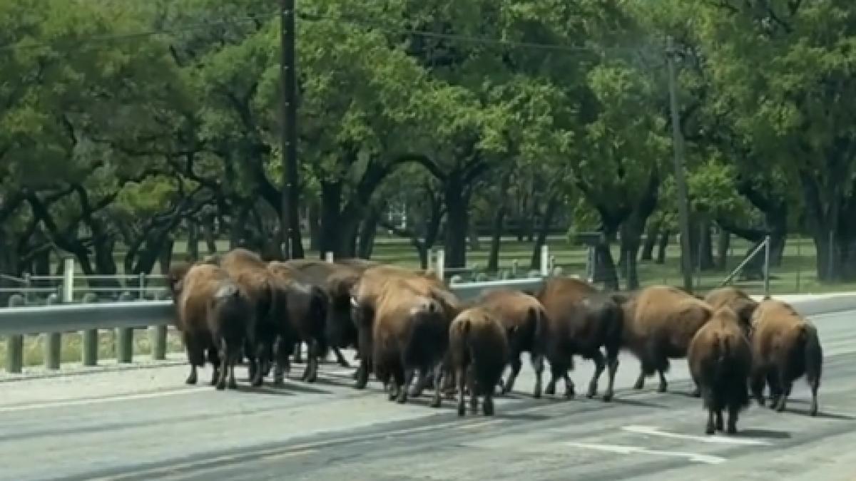 "Demasiado Texas": esta escena que paralizó a los conductores en el tráfico se hizo viral