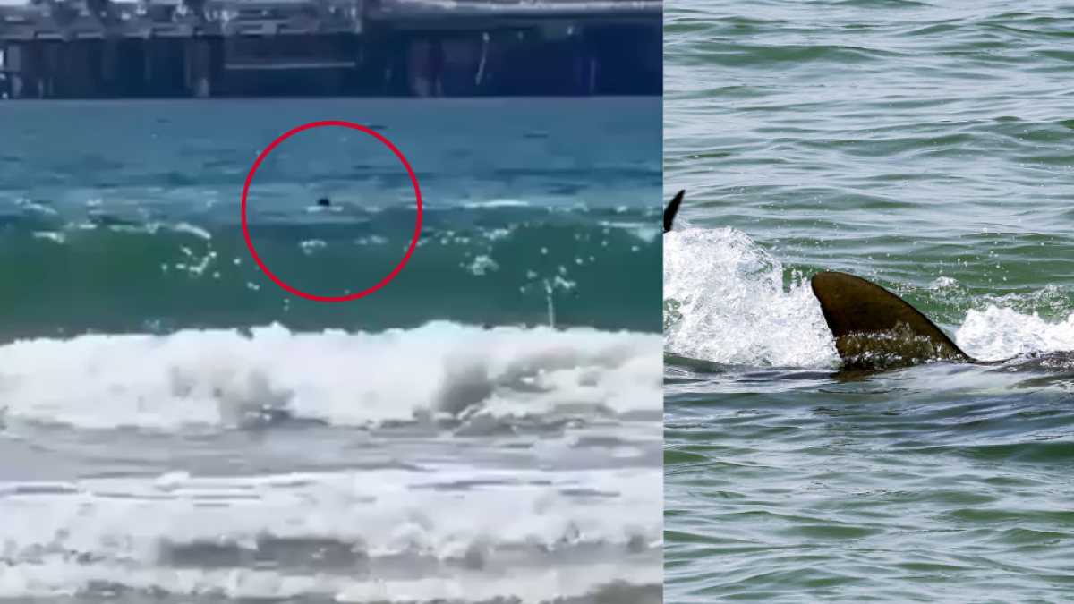 Video | Turista fue víctima de un brutal ataque de tiburón y está desaparecido en Israel