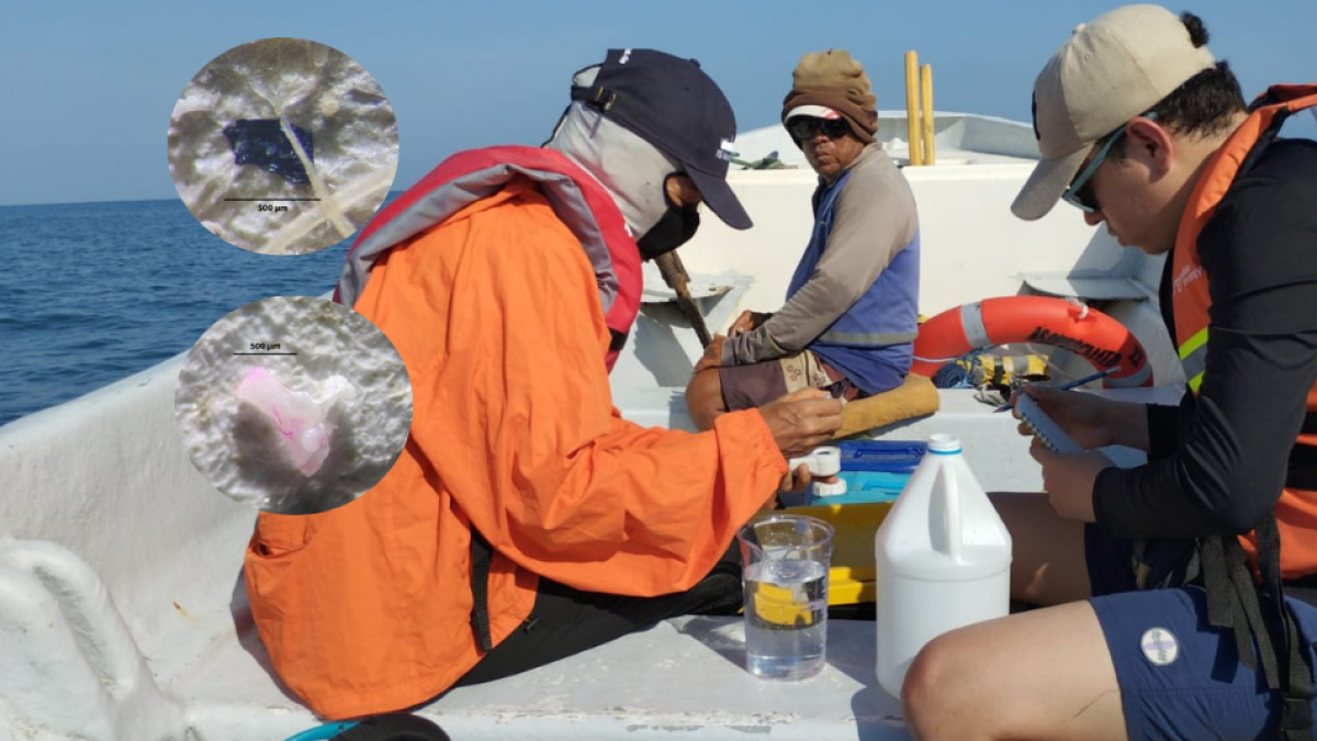 Microplásticos en las playas: la amenaza invisible que pone en riesgo la biodiversidad marina del Atlántico