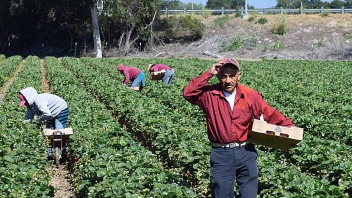 Mucho ojo: estos son sus derechos como trabajador migrante en Estados Unidos