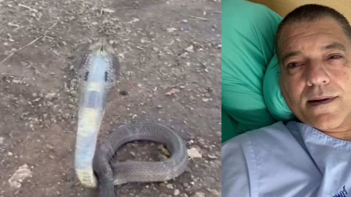 ‘Youtuber’ español Frank Cuesta fue atacado por una cobra escupidora: el angustioso momento quedó en video