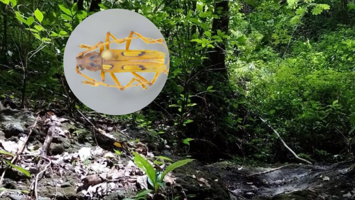 Estudiantes y docente de Uniatlántico descubren nueva especie de escarabajo en el Caribe colombiano