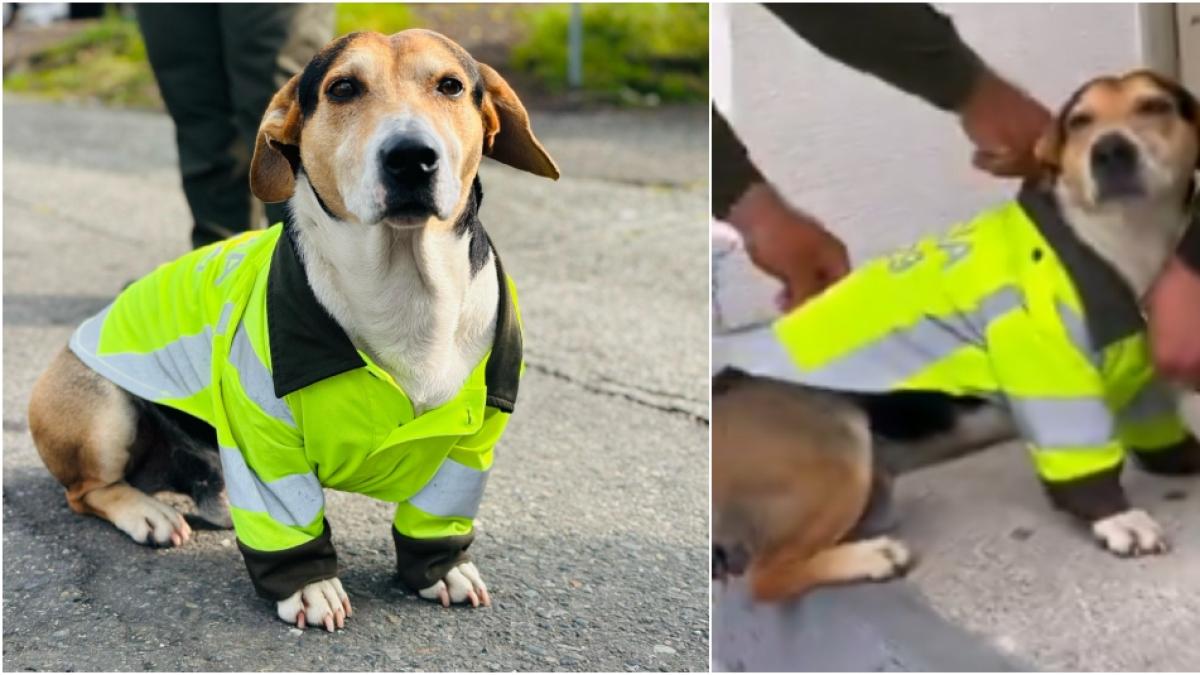 Video | Adolfo, el perro policía que cautivó las redes sociales al patrullar junto con la Fuerza Pública en Quindío