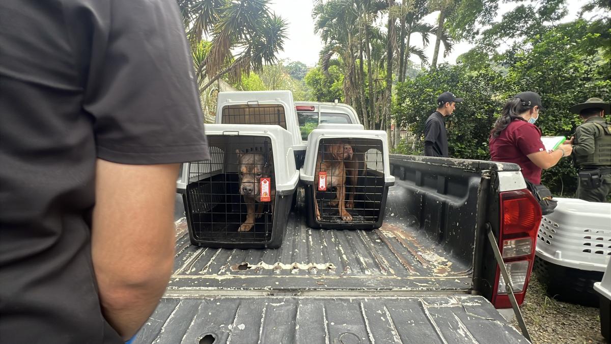 Drástica sanción contra presunto criadero ilegal de animales en Cali: estaban en condiciones deplorables