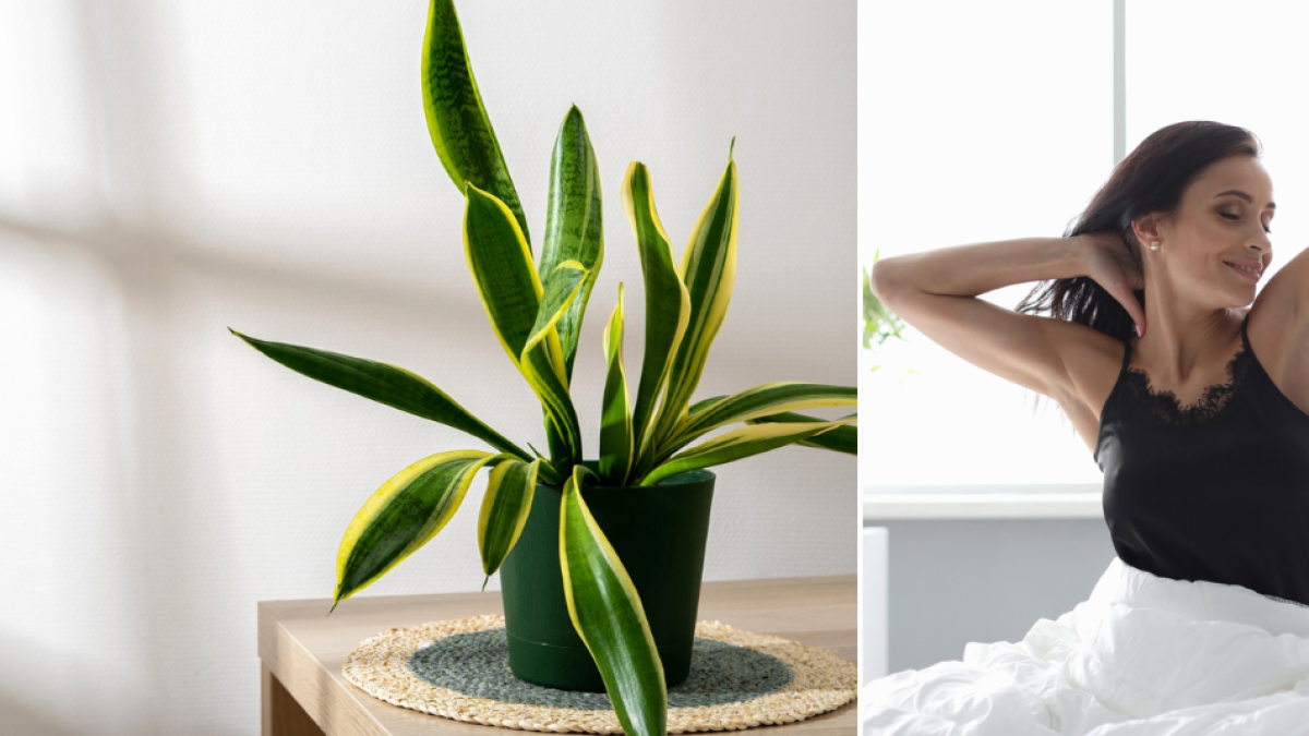 La planta que debe tener en su habitación para dormir mejor: purifica el aire