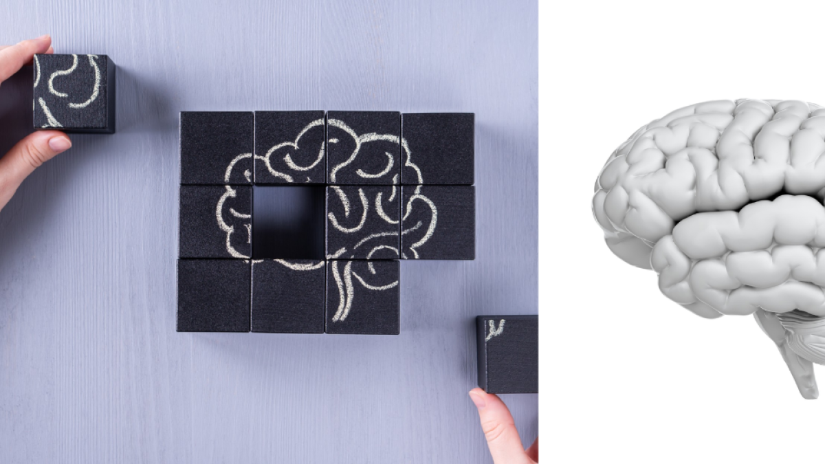 Científicos indagan qué pasa en el cerebro cuando la mente se queda en blanco: esto hallaron