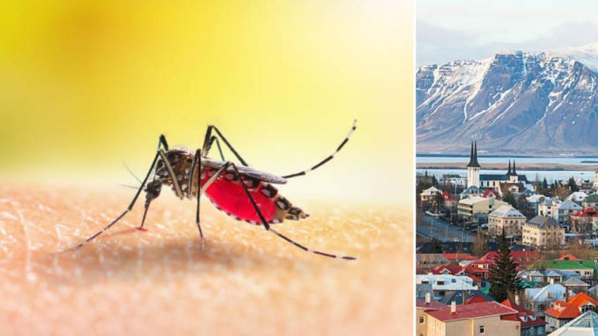 ¿Cuál es el único país del mundo que no tiene zancudos? Además de la Antártida, este lugar no sufre de mosquitos