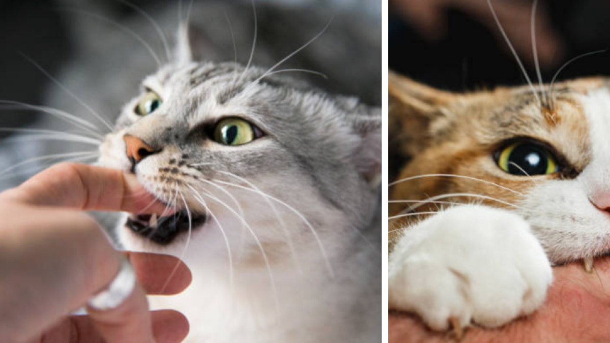 Veterinaria advierte que no es normal que su gato lo muerda: las posibles causas y qué hacer en cada caso
