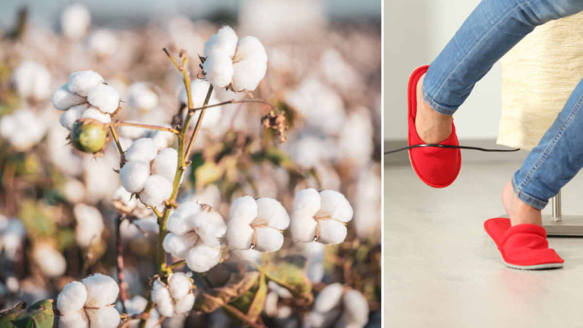La planta que algunos tienen en casa y atrae la mala fortuna, según el Feng Shui: ‘Mucho polvo’