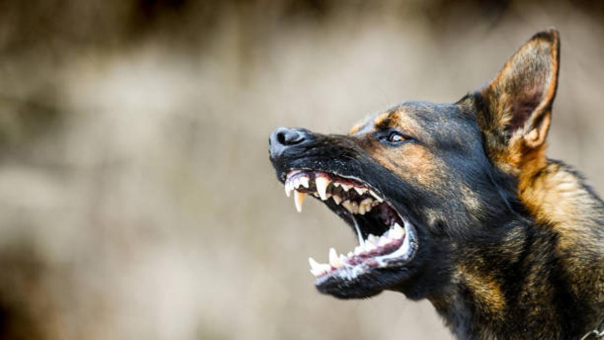 Florida: el proyecto sobre 'perros peligrosos' que está cada vez más cerca de convertirse en ley