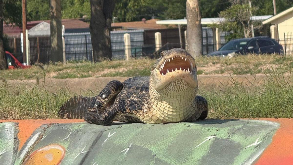 Pensaron que era una estatua hasta que se movió: un cocodrilo gigante asustó a varios en un sendero de Texas