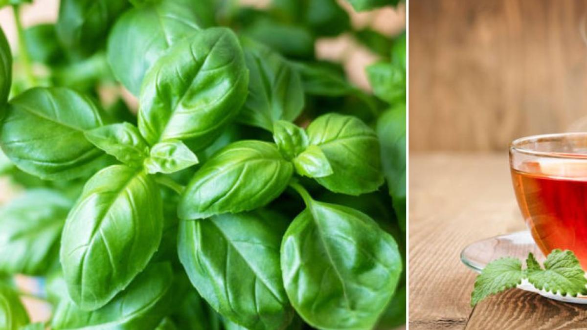 La hierba aromática del triple poder que reduce azúcar en sangre, el estrés y regula la digestión