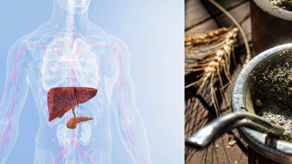 La infusión que alivia los malestares del hígado graso: tiene potentes propiedades antiinflamatorias