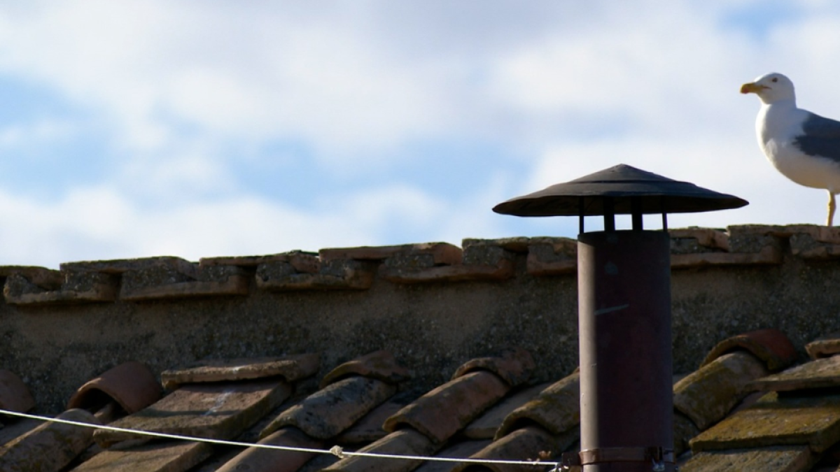 ¿Qué pájaro estaba junto a la chimenea sobre la Capilla Sixtina?