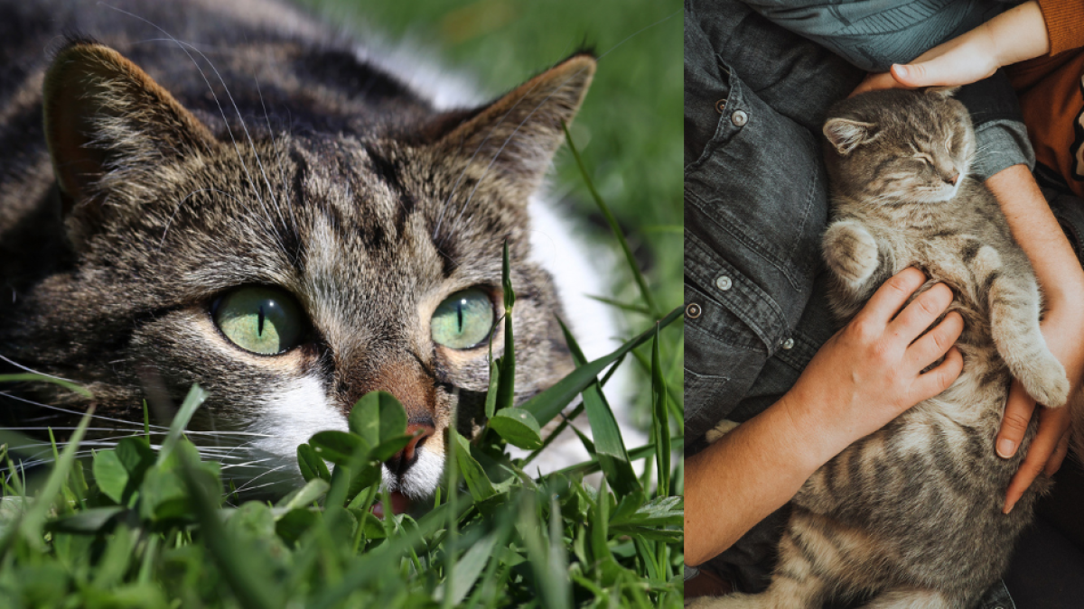 El gato que cazaba durante la Segunda Guerra Mundial para que su familia no muriera de hambre