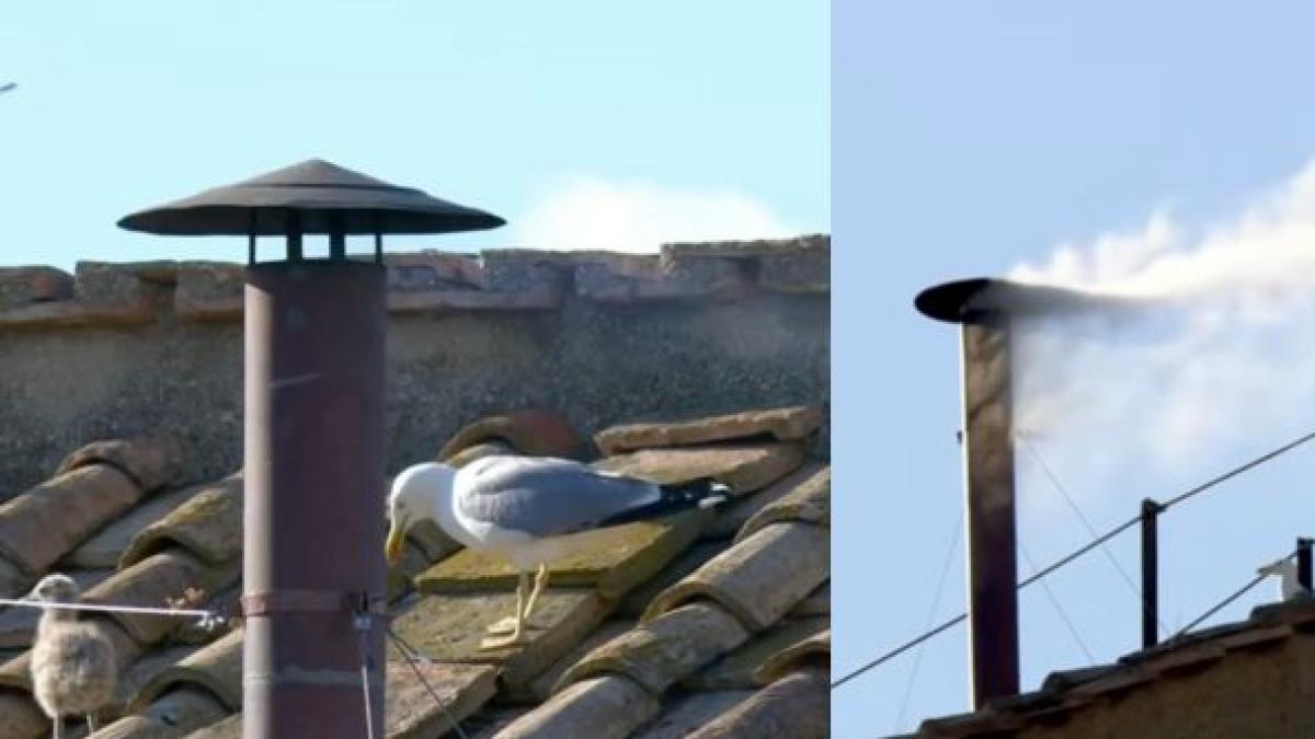 El video del curioso momento de dos gaviotas antes de salida del humo blanco confirmando la elección de León XIV