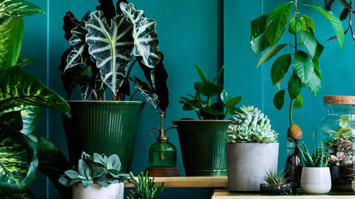 Cuidar plantas en casa: una práctica con beneficios psicológicos y emocionales, según estudios