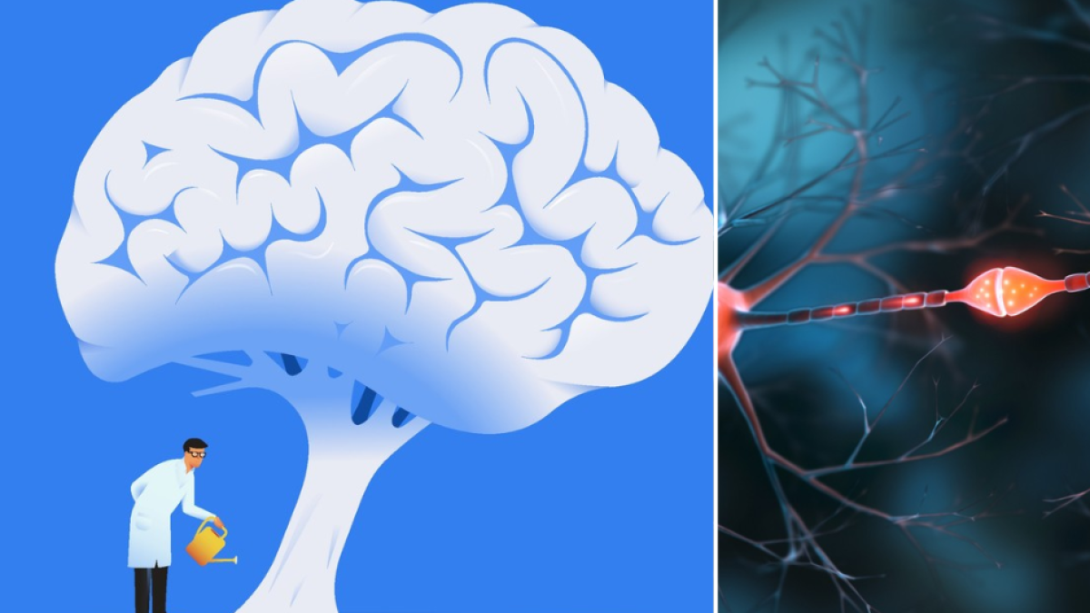 Los beneficios del 'neurohacking', la técnica milenaria para rejuvenecer el cerebro y la memoria