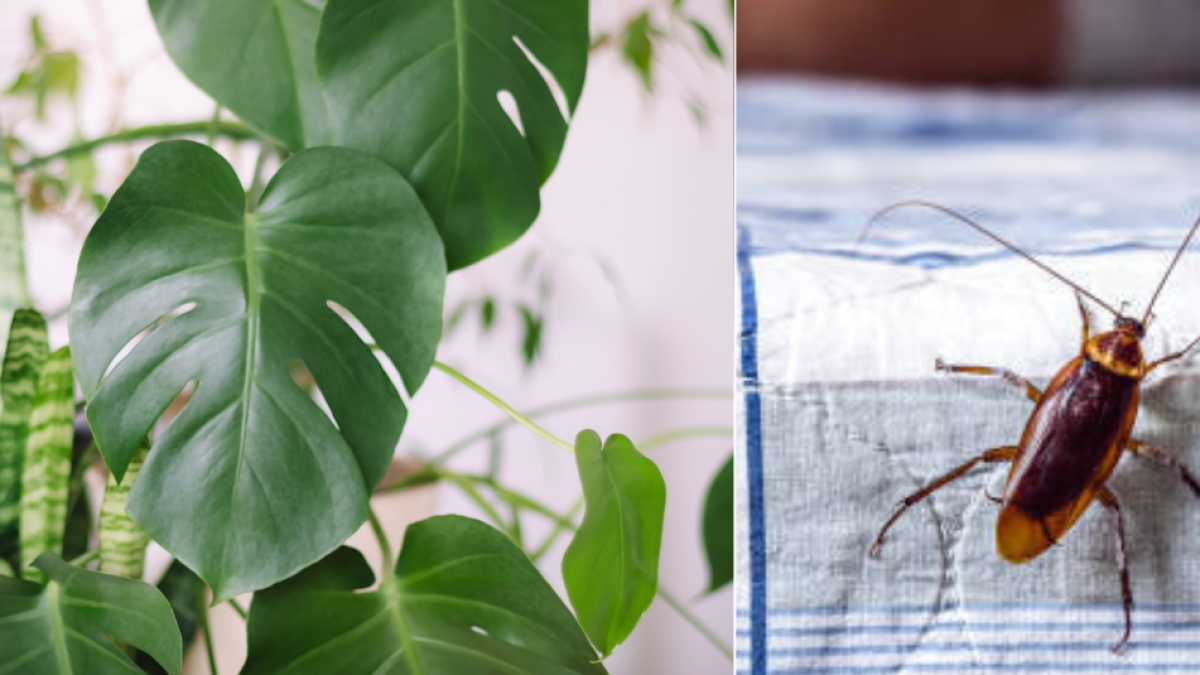 La planta que puede ser el 'hogar' de las cucarachas y llenar su casa de estos insectos