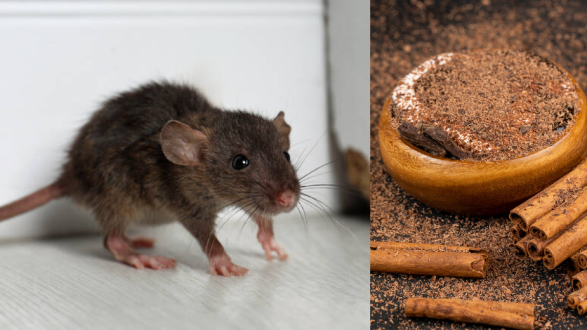Cinco olores que las ratas no soportan: mantenga alejados a estos roedores de su casa y evite plagas