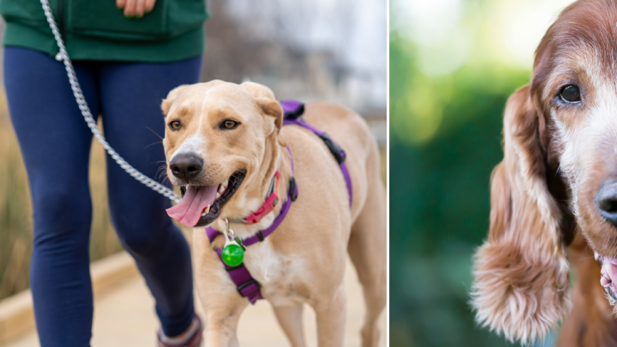 Estudio revela a qué edad un perro se considera viejo: señales para identificar en qué etapa está su mascota