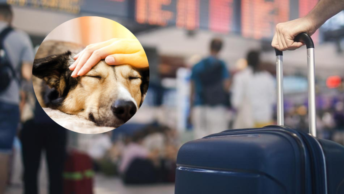 Así puede tener alojamiento gratis en Europa y otros lugares del mundo cuidando a perros y gatos