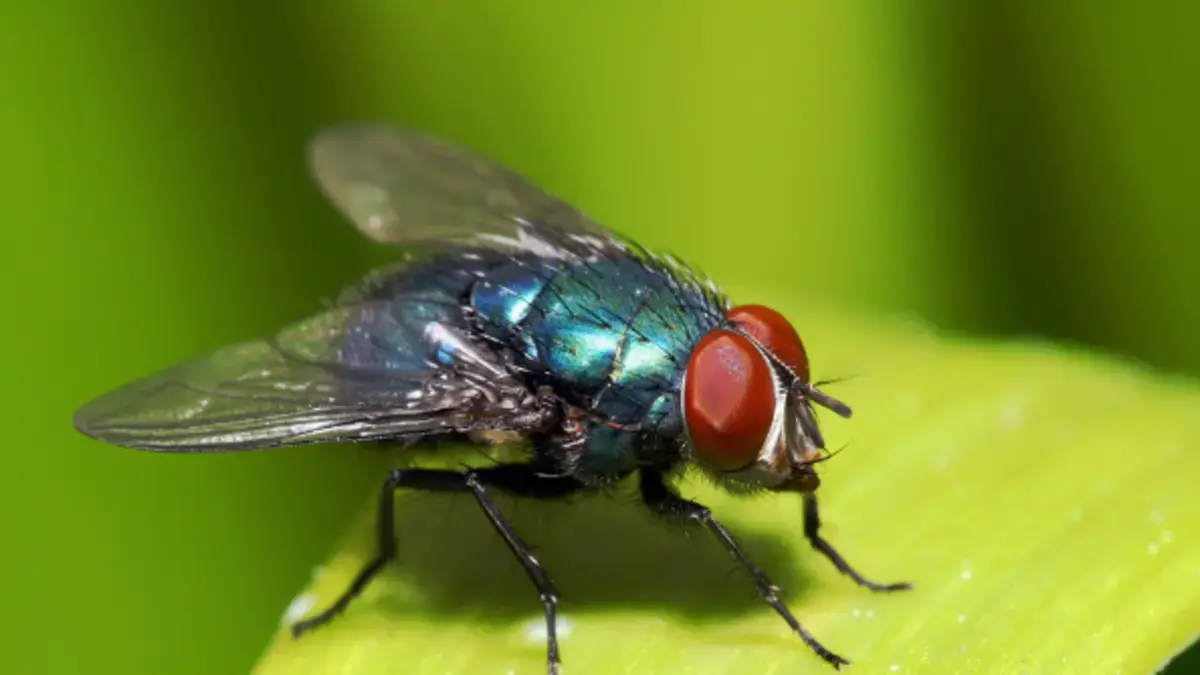 Las moscas son muy antiguas, anteriores al desarrollo de la especie humana