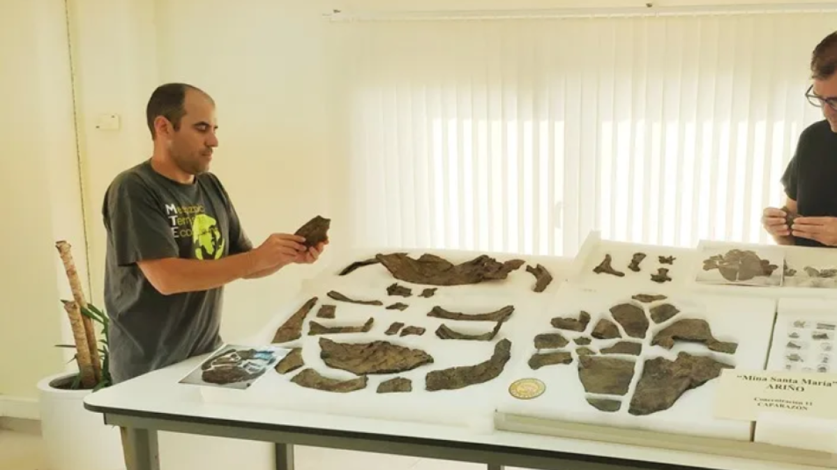 Paleontólogos descubren el esqueleto más completo de una tortuga de hace 110 millones de años