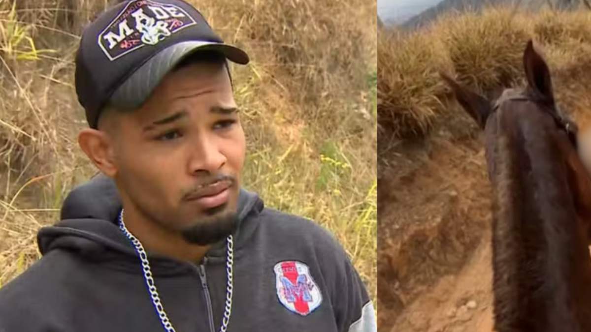 Indignante caso de maltrato animal en Brasil: caballo murió agotado tras esfuerzo e indagan circunstancias en las cuales le cortaron las extremidades