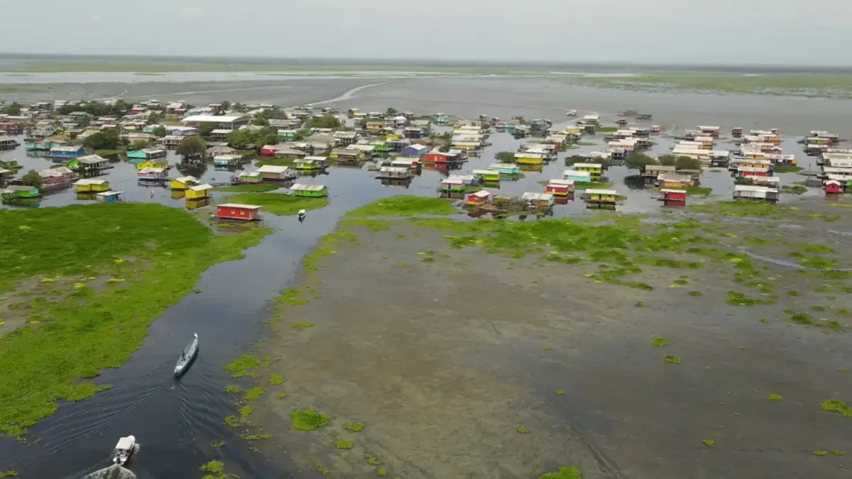 Crisis de la Ciénaga Grande por planta invasora exige intervención urgente del Gobierno Nacional; Nueva Venecia teme un nuevo desplazamiento masivo