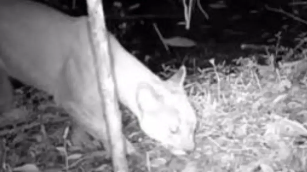 Puma fue avistado por primera vez en reserva natural protegida de Itagüí: se logró gracias a 15 cámaras ocultas