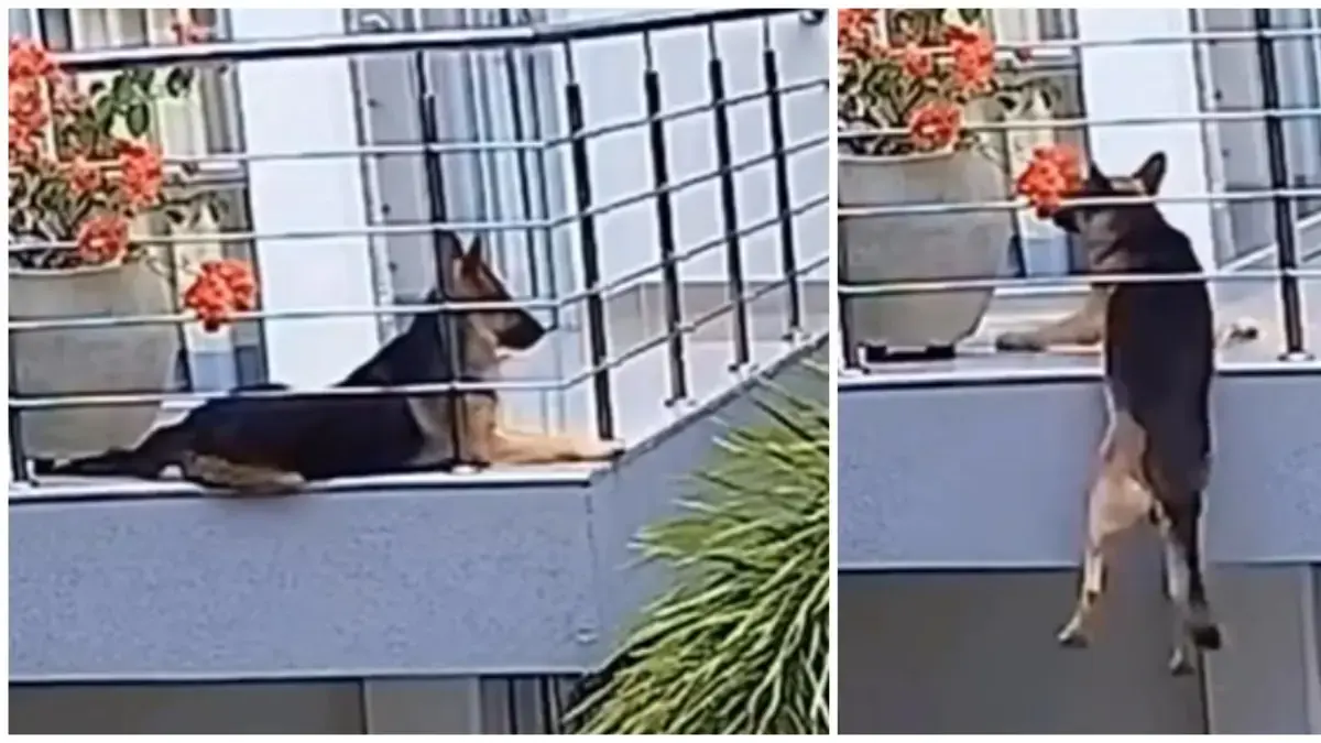 Video| Perrito se salvó de caer de un balcón tras lograr mantenerse en calma mientras era auxiliado